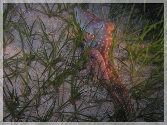 Langarmiger Krake (Octopus macropus) Bildnummer 2003_0565