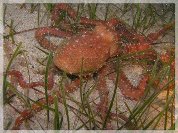 Langarmiger Krake (Octopus macropus) Bildnummer 2003_0566