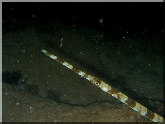 Roter Flötenfisch (Fistularia commersonil); Brennweite 7,5 mm; Blende 8,0; Belichtungszeit 1/30; ISO 400; Bildnummer 20030611_0557