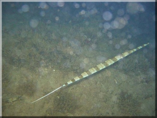 Roter Flötenfisch (Fistularia commersonil); Brennweite 7,5 mm; Blende 2,8; Belichtungszeit 1/30; ISO 226; Bildnummer 20030611_0558